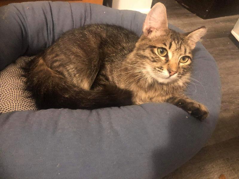 Enlarge Merlot, a Adopted mixed breed in Delran, NJ image 3/3