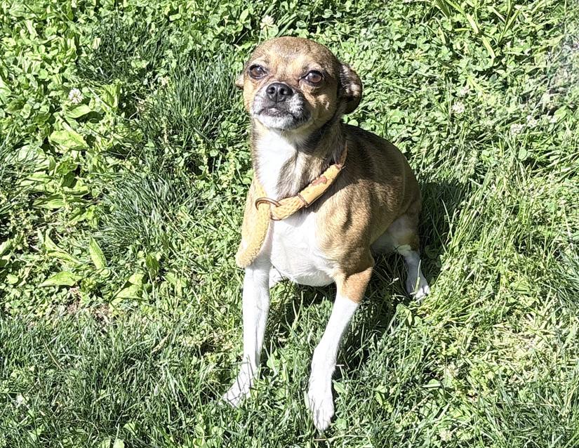 Gordon, an adoptable mixed breed in Columbus, IN image 2/2