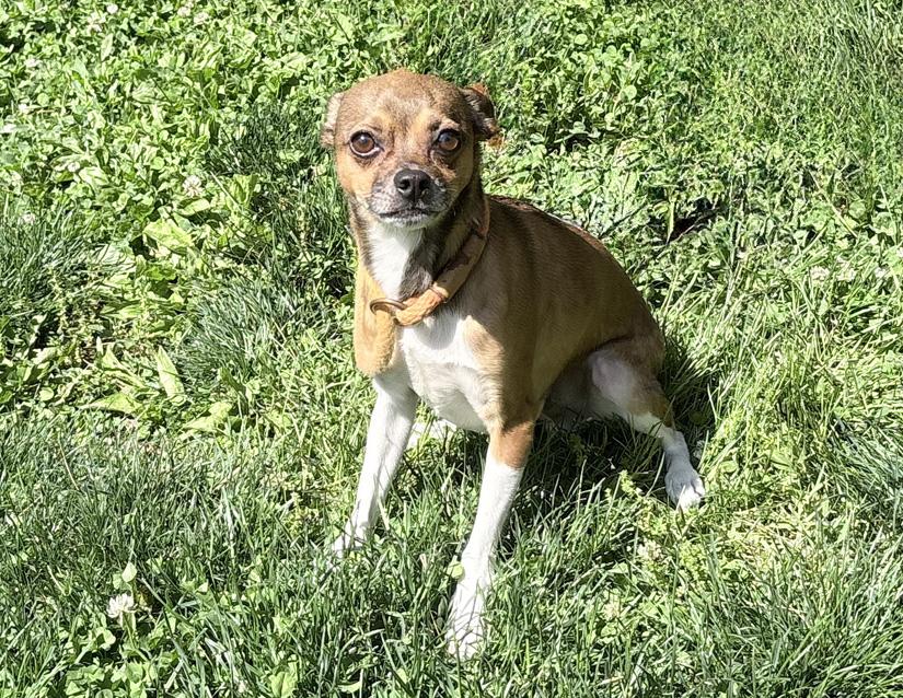 Gordon, an adoptable mixed breed in Columbus, IN image 1/2