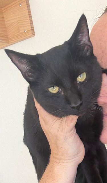 Spot - Super Soft & Sweet Kitten, Adoptable, Kitten Male Bombay & Domestic Short Hair.