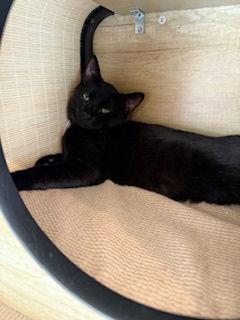 Enlarge Spot - Super Soft & Sweet Kitten, a Adoptable mixed breed in San Luis Obispo, CA image 2/3