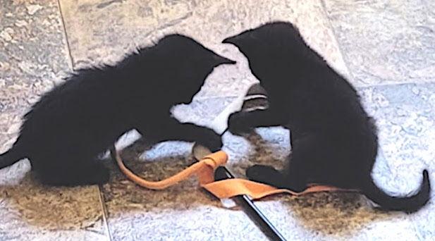 Spot - Super Soft & Sweet Kitten, Adoptable, Kitten Male Domestic Short Hair & Bombay.