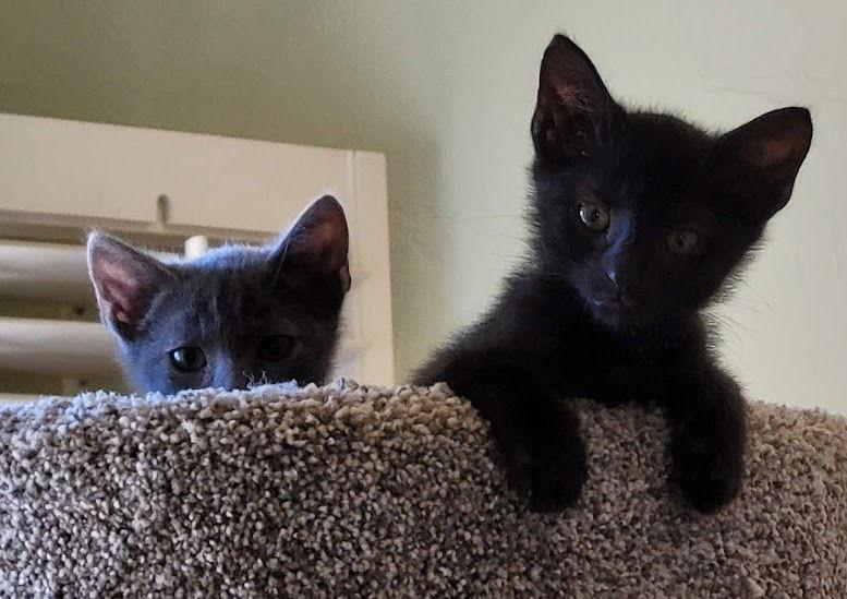 Enlarge Spot - Super Soft & Sweet Kitten, a Adoptable mixed breed in San Luis Obispo, CA image 3/3