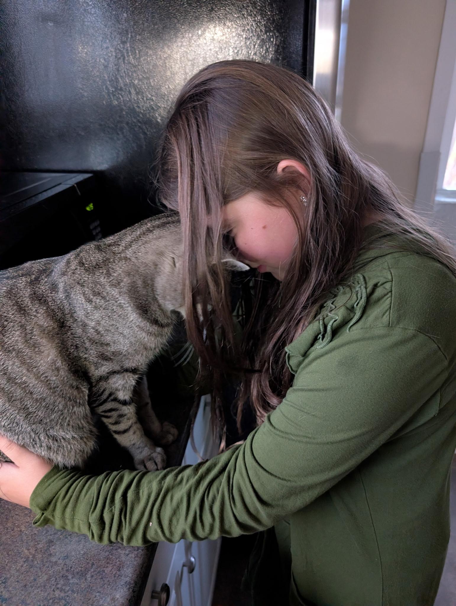 Enlarge Teddy, a Adoptable Domestic Short Hair in Queenstown, MD image 3/5