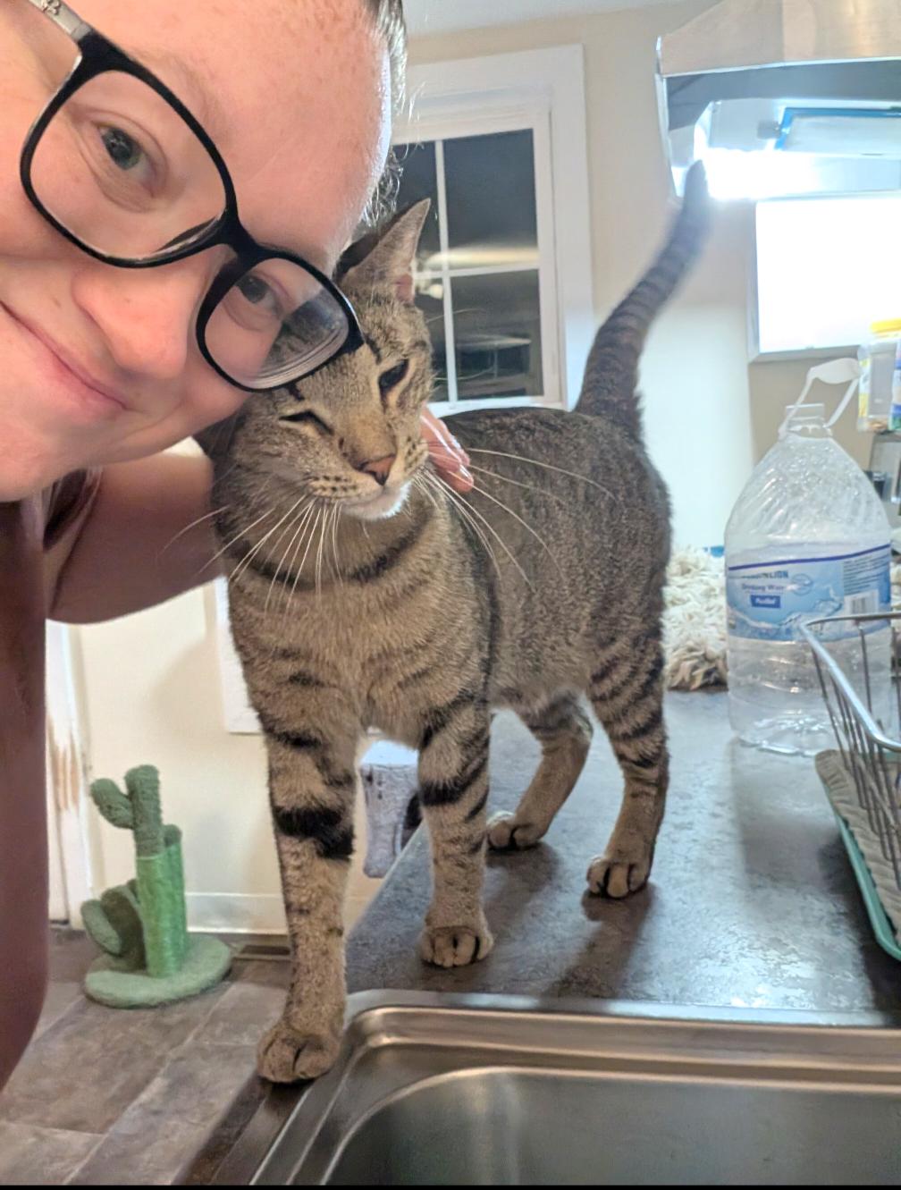 Teddy, Adoptable, Young Male Domestic Short Hair.