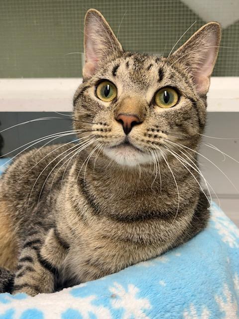 Enlarge Teddy, a Adoptable Domestic Short Hair in Queenstown, MD image 2/5