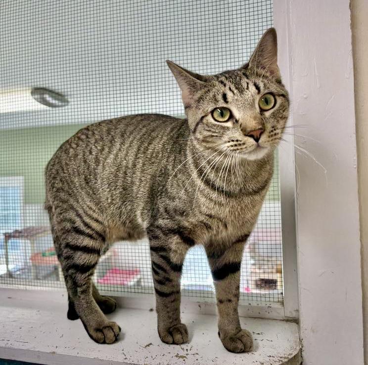 Enlarge Teddy, a Adoptable Domestic Short Hair in Queenstown, MD image 5/5
