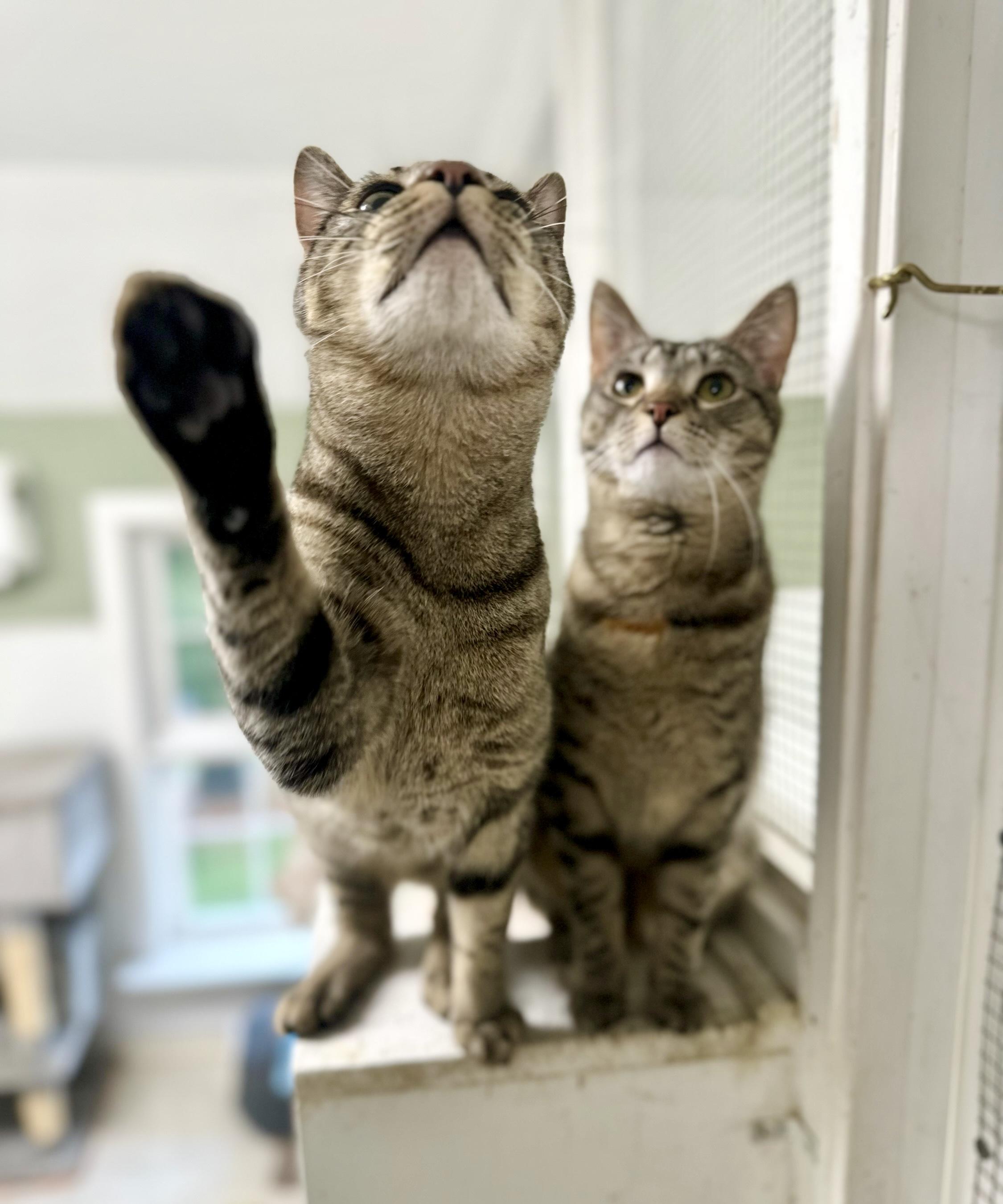 Enlarge Teddy, a Adoptable Domestic Short Hair in Queenstown, MD image 4/5