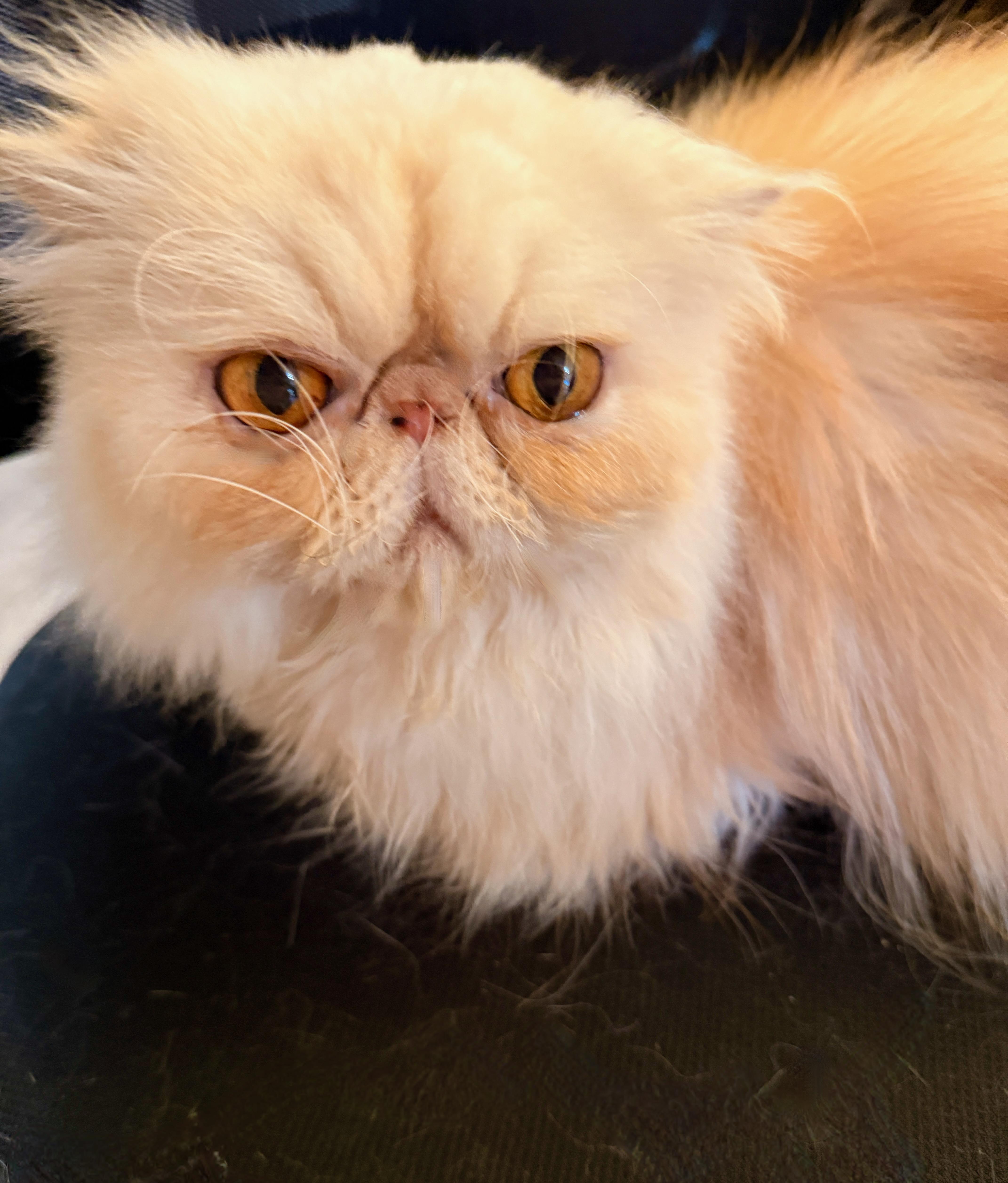 Jazzy, an adopted Persian in Davis, CA image 1/3