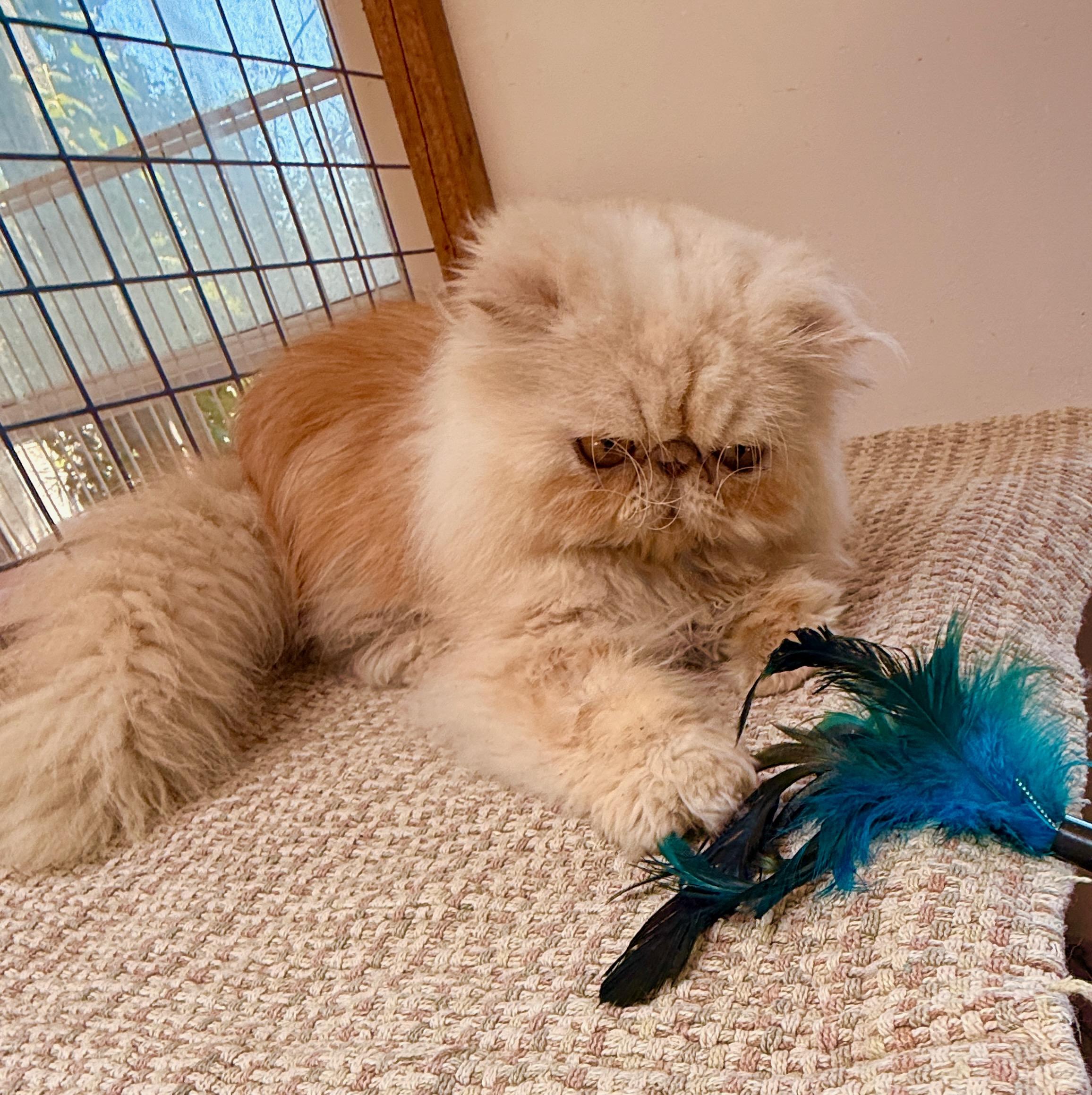 Jazzy, an adopted Persian in Davis, CA image 2/3