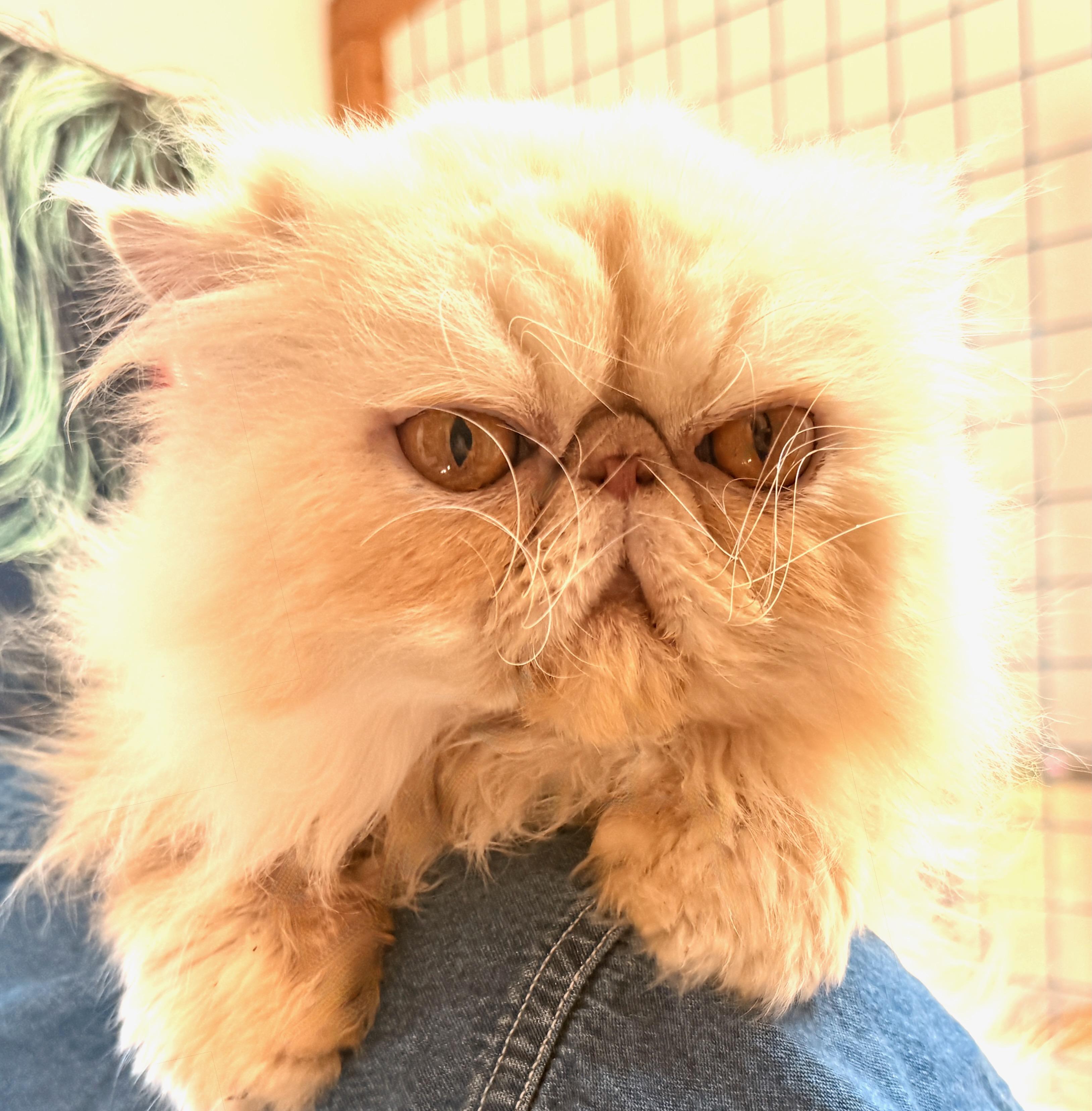 Jazzy, an adopted Persian in Davis, CA image 3/3
