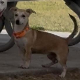 Enlarge Short Stack, a Adoptable mixed breed in Odessa, TX image 1/1