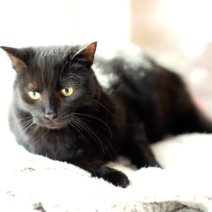 Hugo, Adult Male unknown