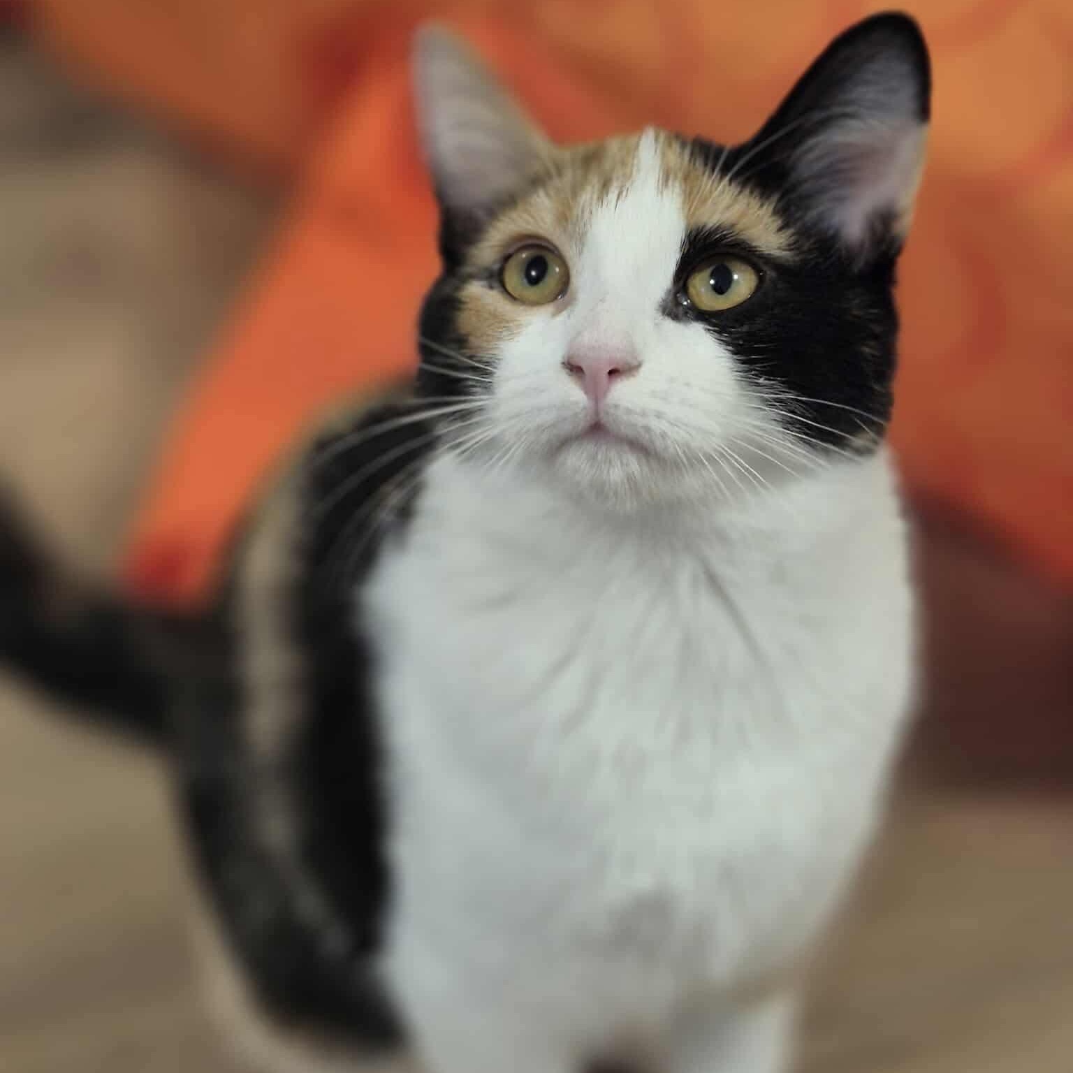 Enlarge Pearl, a Adoptable Domestic Short Hair in Munster, ON image 2/6