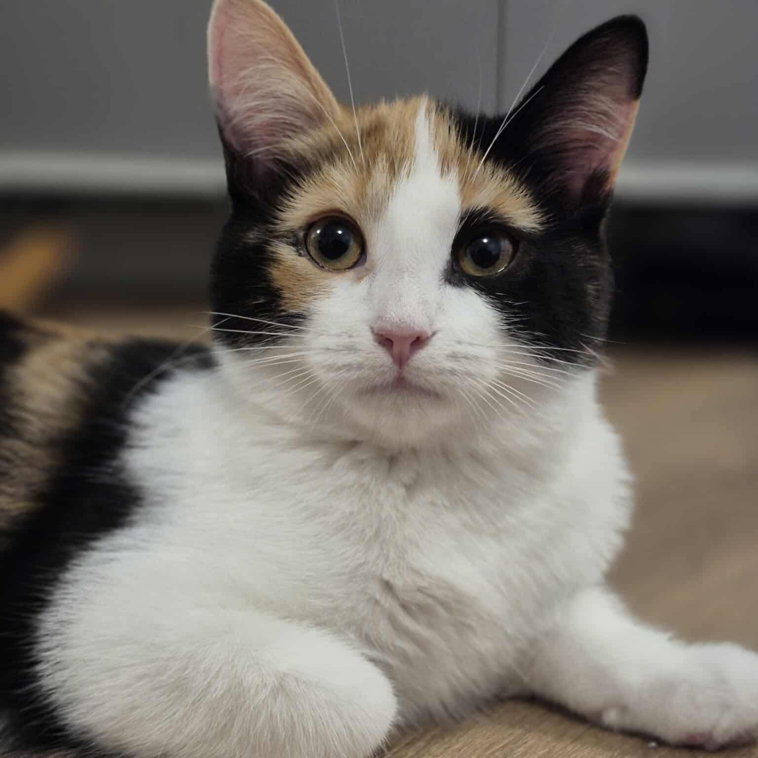 Enlarge Pearl, a Adoptable Domestic Short Hair in Munster, ON image 1/6