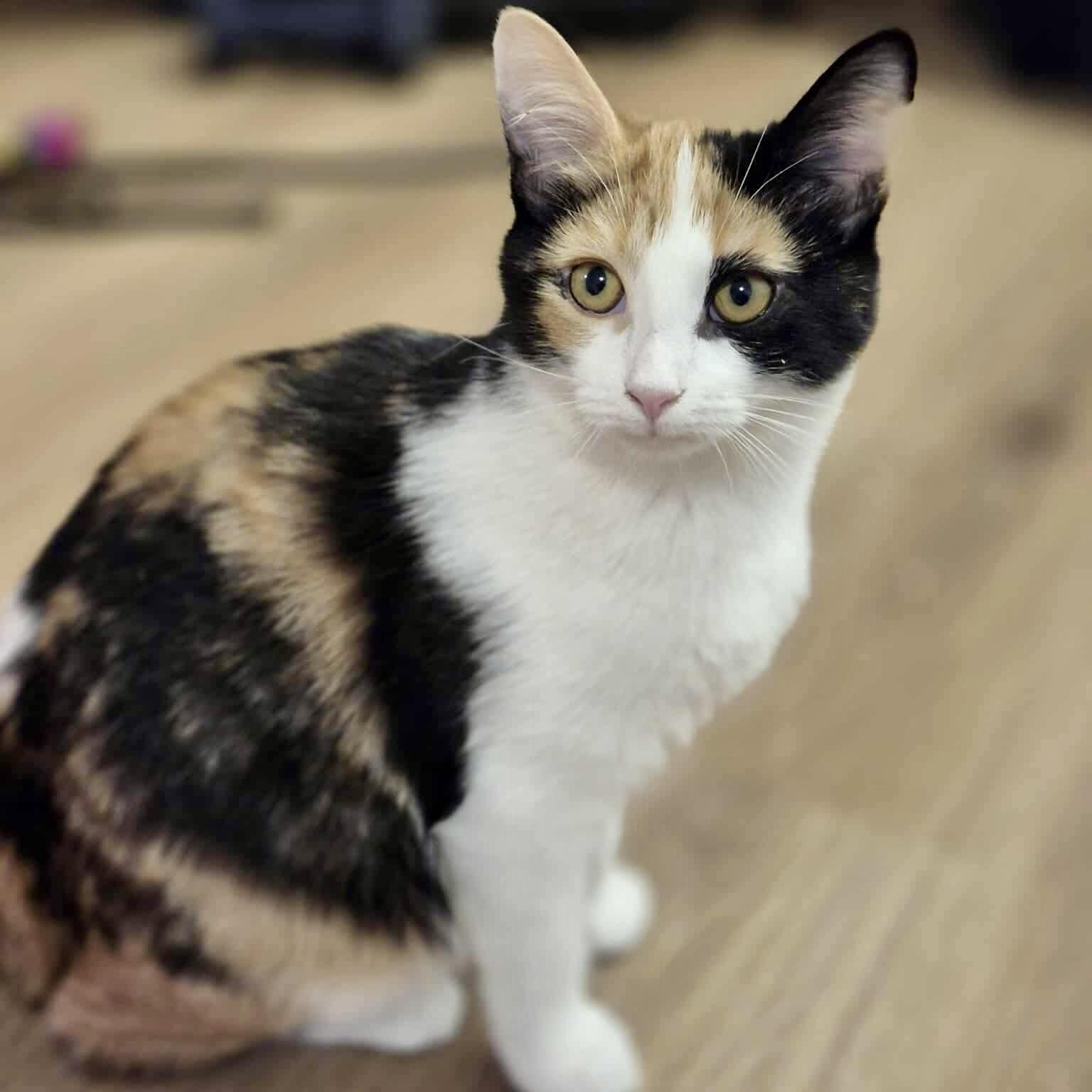 Enlarge Pearl, a Adoptable Domestic Short Hair in Munster, ON image 5/6