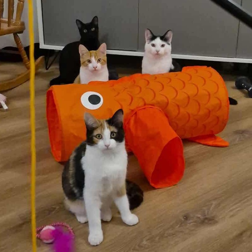 Enlarge Pearl, a Adoptable Domestic Short Hair in Munster, ON image 6/6