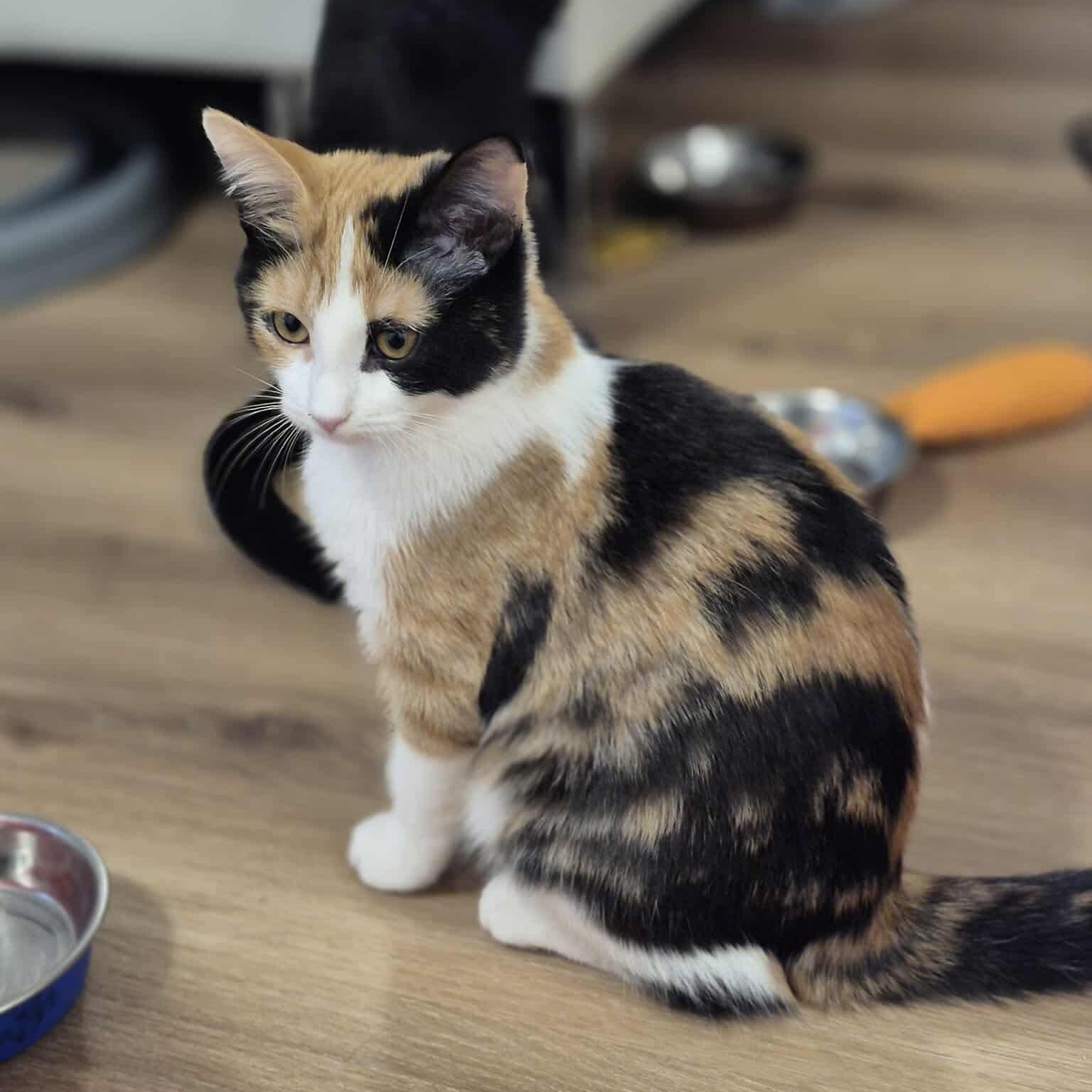 Enlarge Pearl, a Adoptable Domestic Short Hair in Munster, ON image 3/6