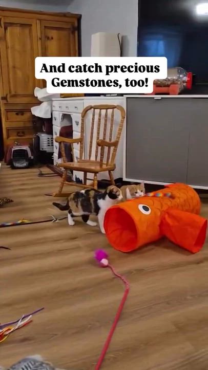 Enlarge Pearl, a Adoptable Domestic Short Hair in Munster, ON video 4/6