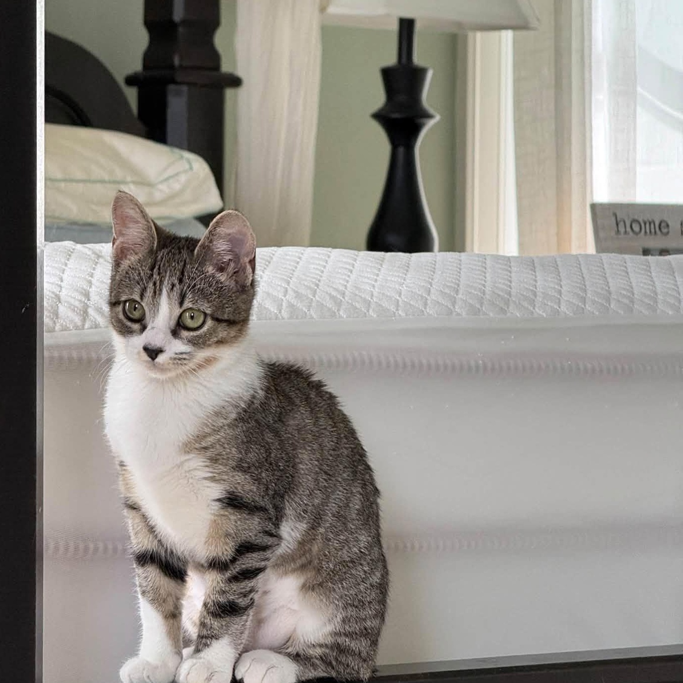 Enlarge Carina, a Adoptable Domestic Short Hair in Suffolk, VA image 1/1