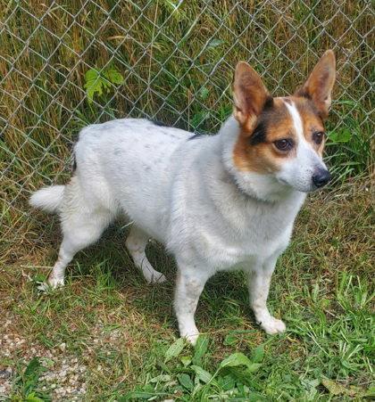 Enlarge Lucy (7186), a Adoptable mixed breed in Lake City, MI image 1/2