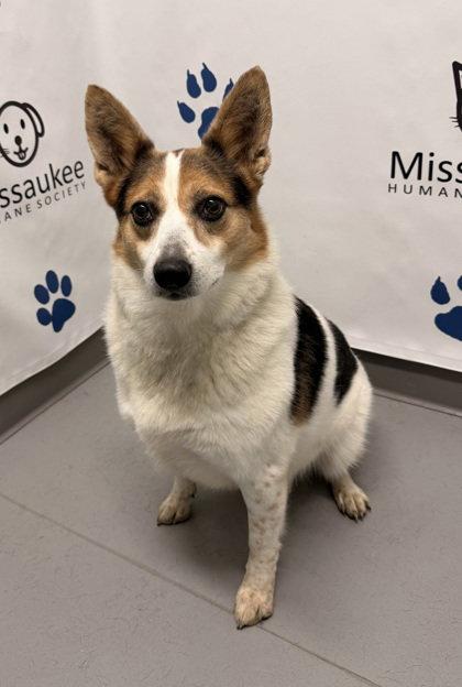 Enlarge Lucy (7186), a Adoptable mixed breed in Lake City, MI image 2/2
