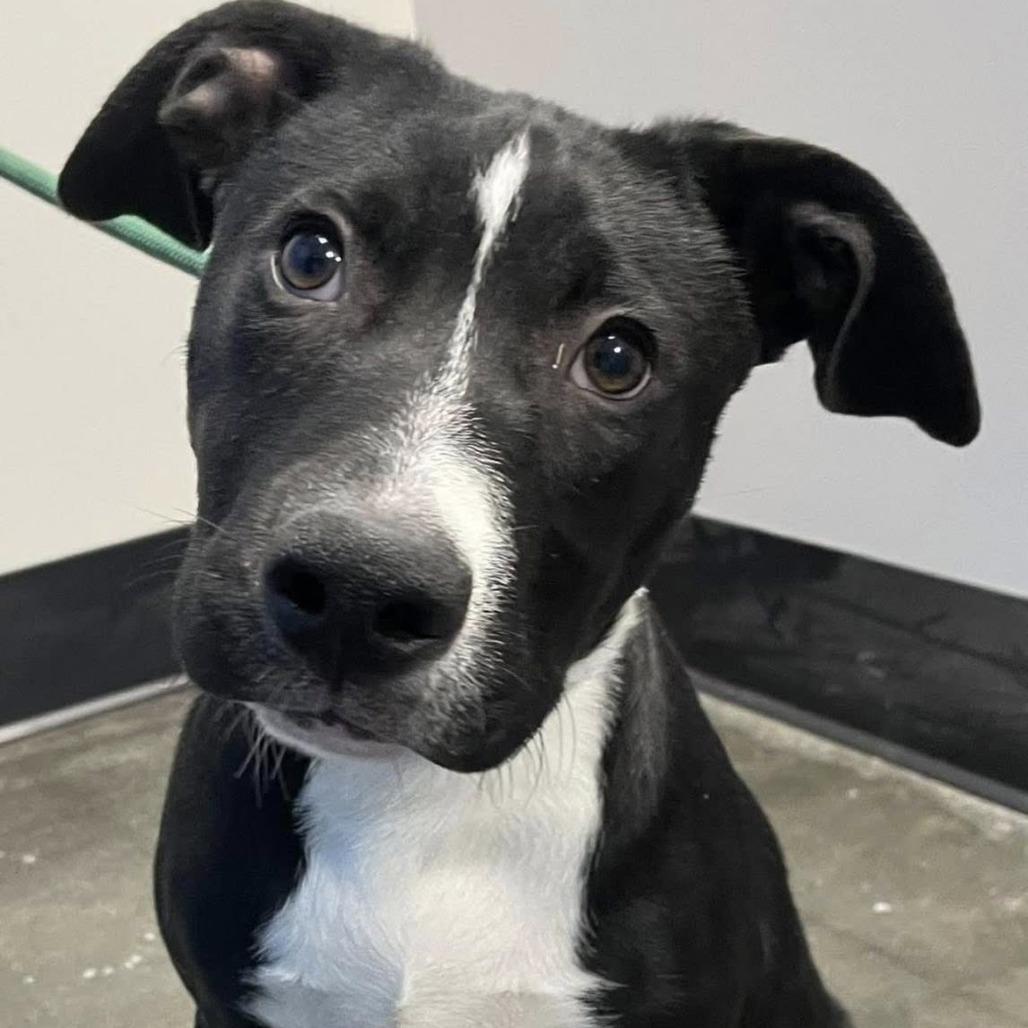 Enlarge Sevyn, a Adoptable mixed breed in Austell, GA image 1/5