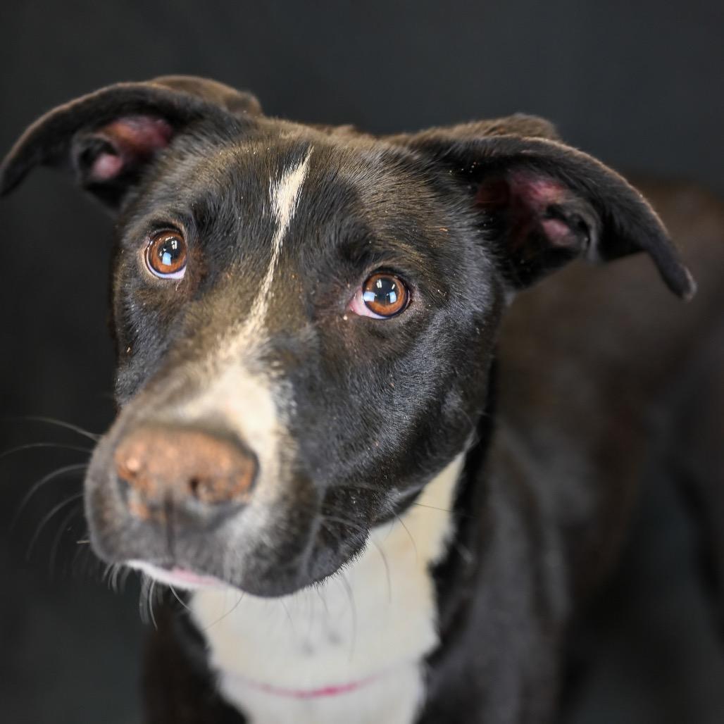Enlarge Sevyn, a Adoptable mixed breed in Austell, GA image 2/5