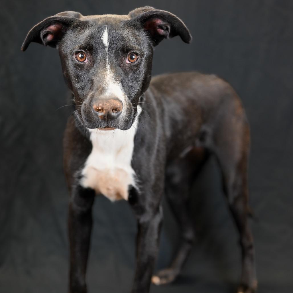 Enlarge Sevyn, a Adoptable mixed breed in Austell, GA image 3/5