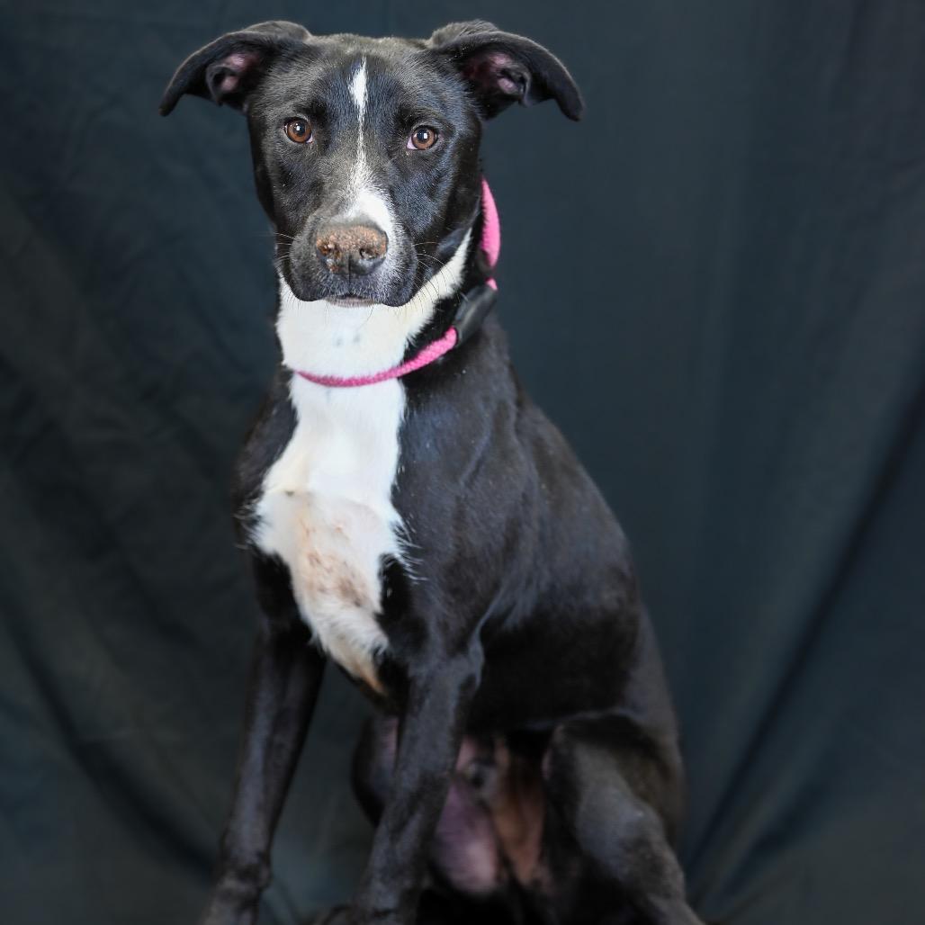 Enlarge Sevyn, a Adoptable mixed breed in Austell, GA image 4/5