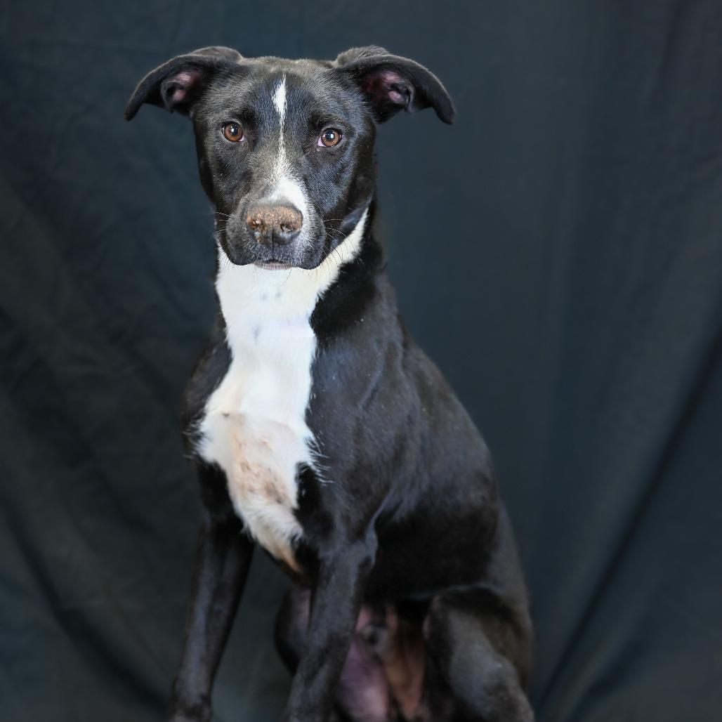 Enlarge Sevyn, a Adoptable mixed breed in Austell, GA image 5/5