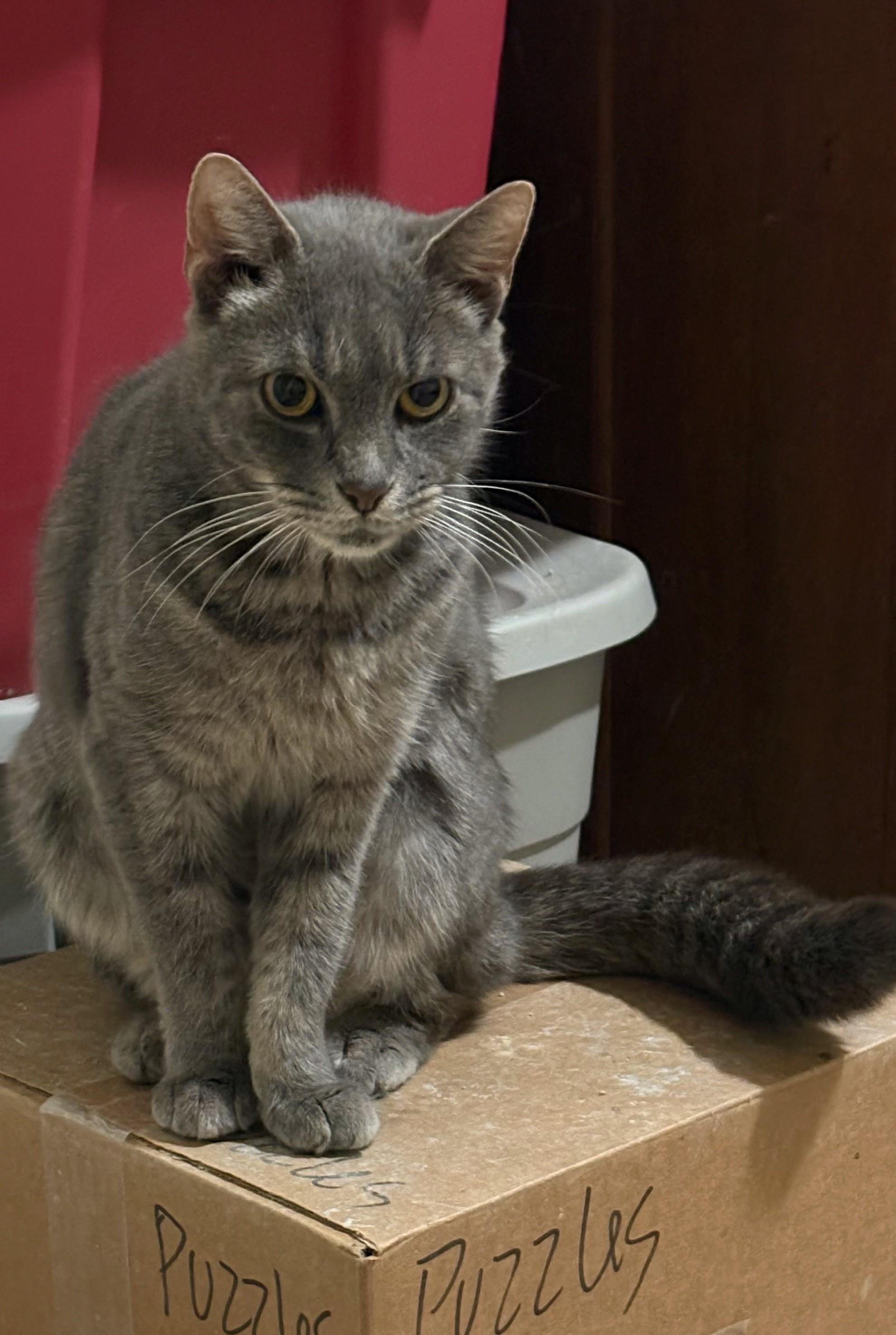 Enlarge Sally, a ADOPTABLE American Shorthair in Bennington, VT image 1/1