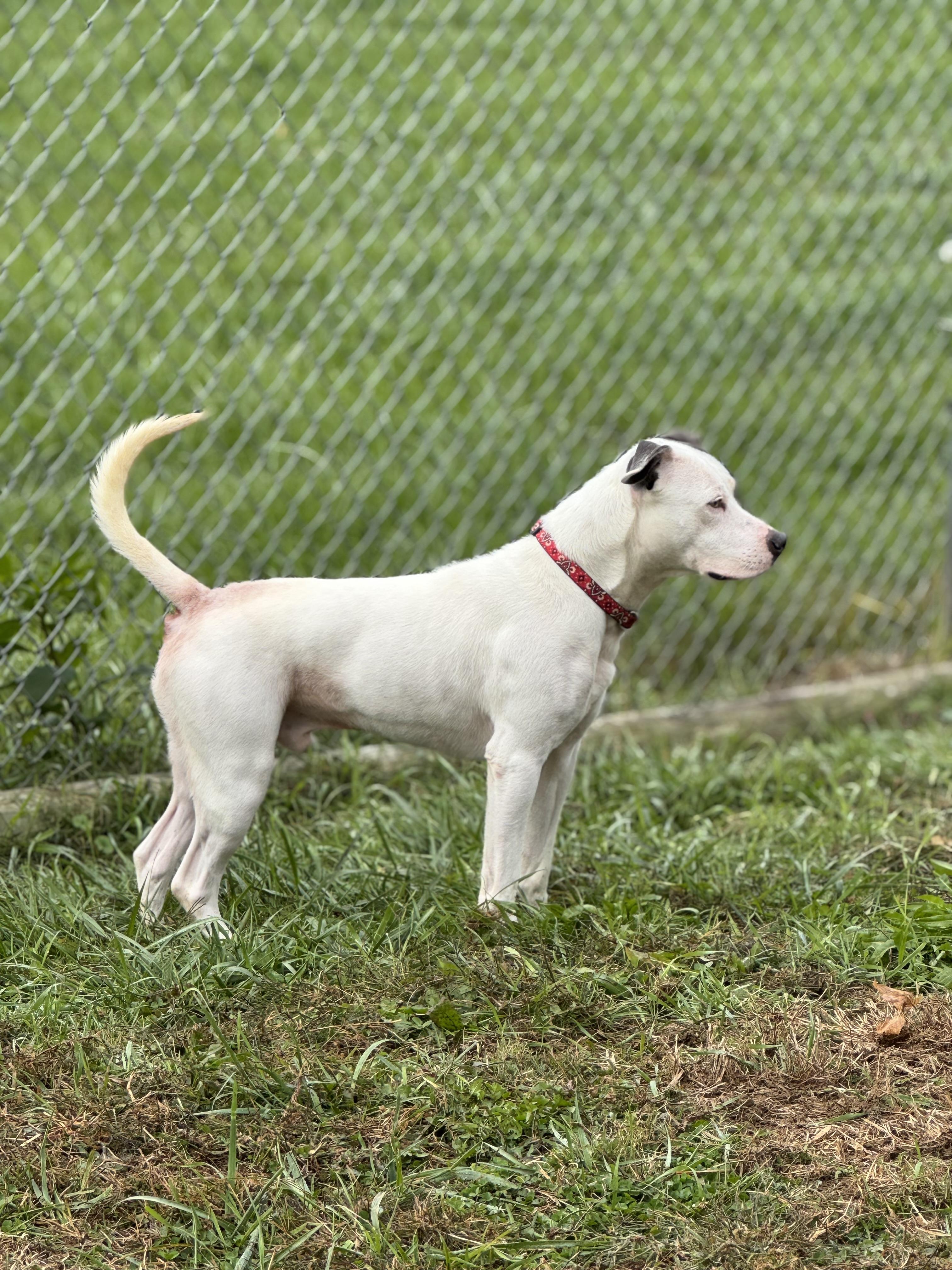 Enlarge Domino, a Adoptable Mixed Breed in Logan, OH image 4/4
