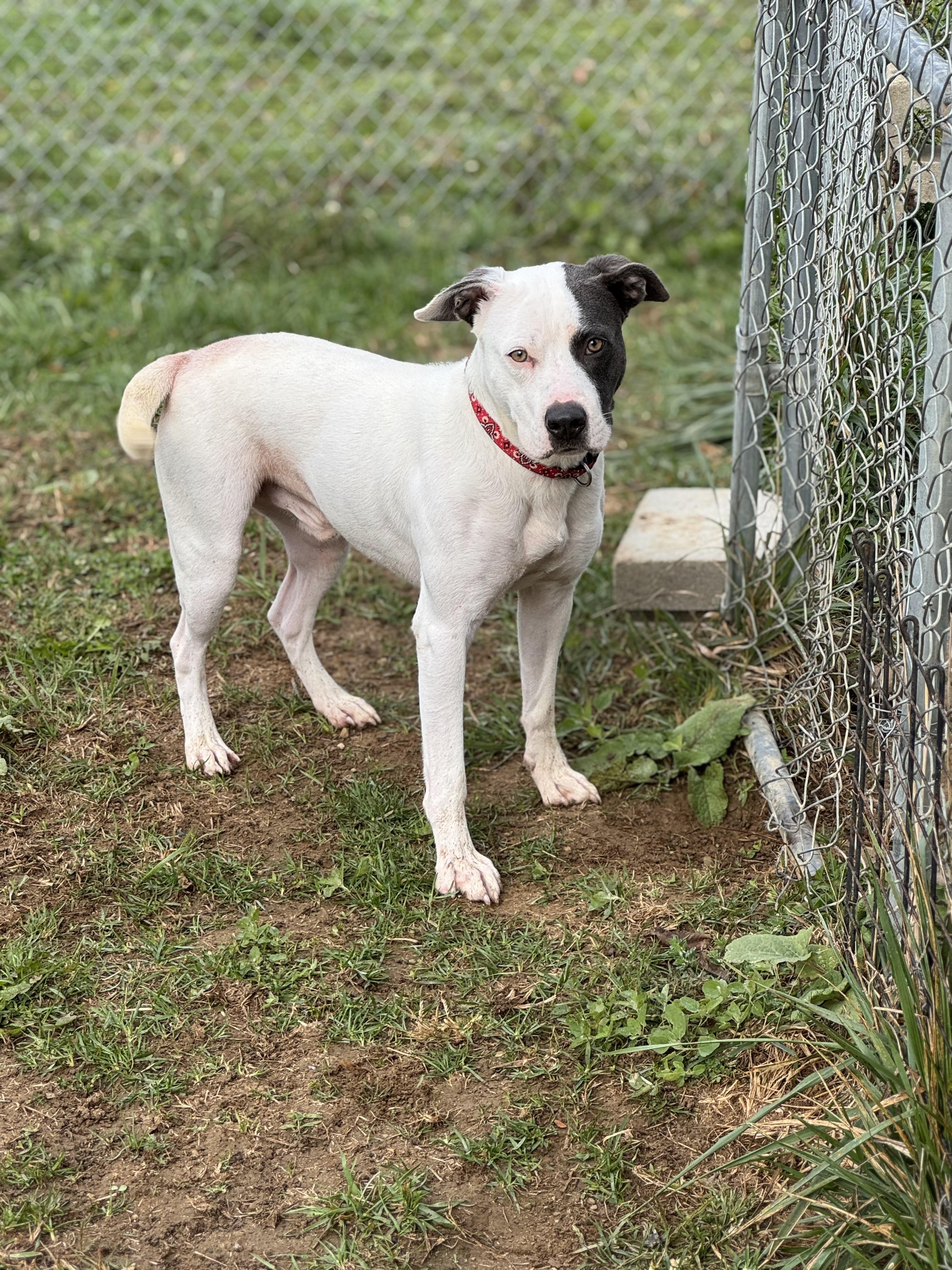 Enlarge Domino, a Adoptable Mixed Breed in Logan, OH image 1/4