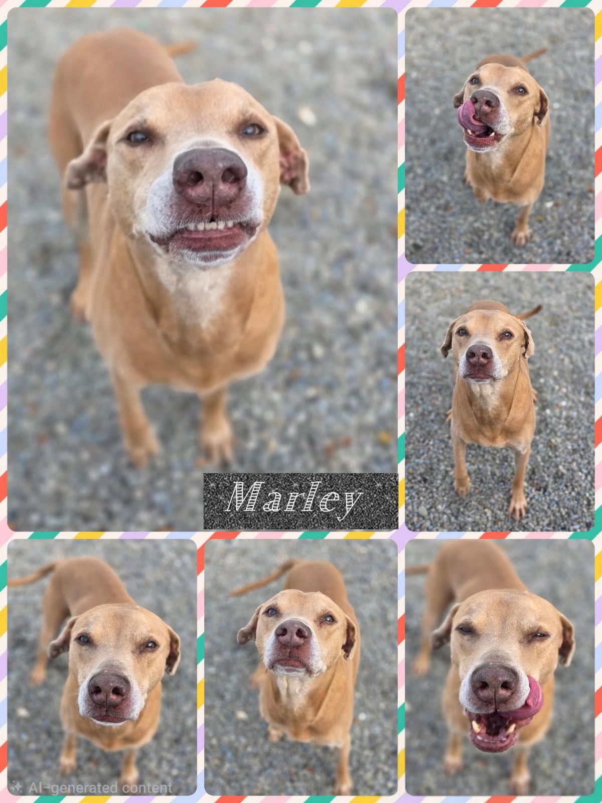 Marley