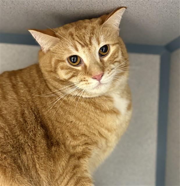 Enlarge EZRA, a Adoptable Domestic Short Hair in Aliquippa, PA image 1/1