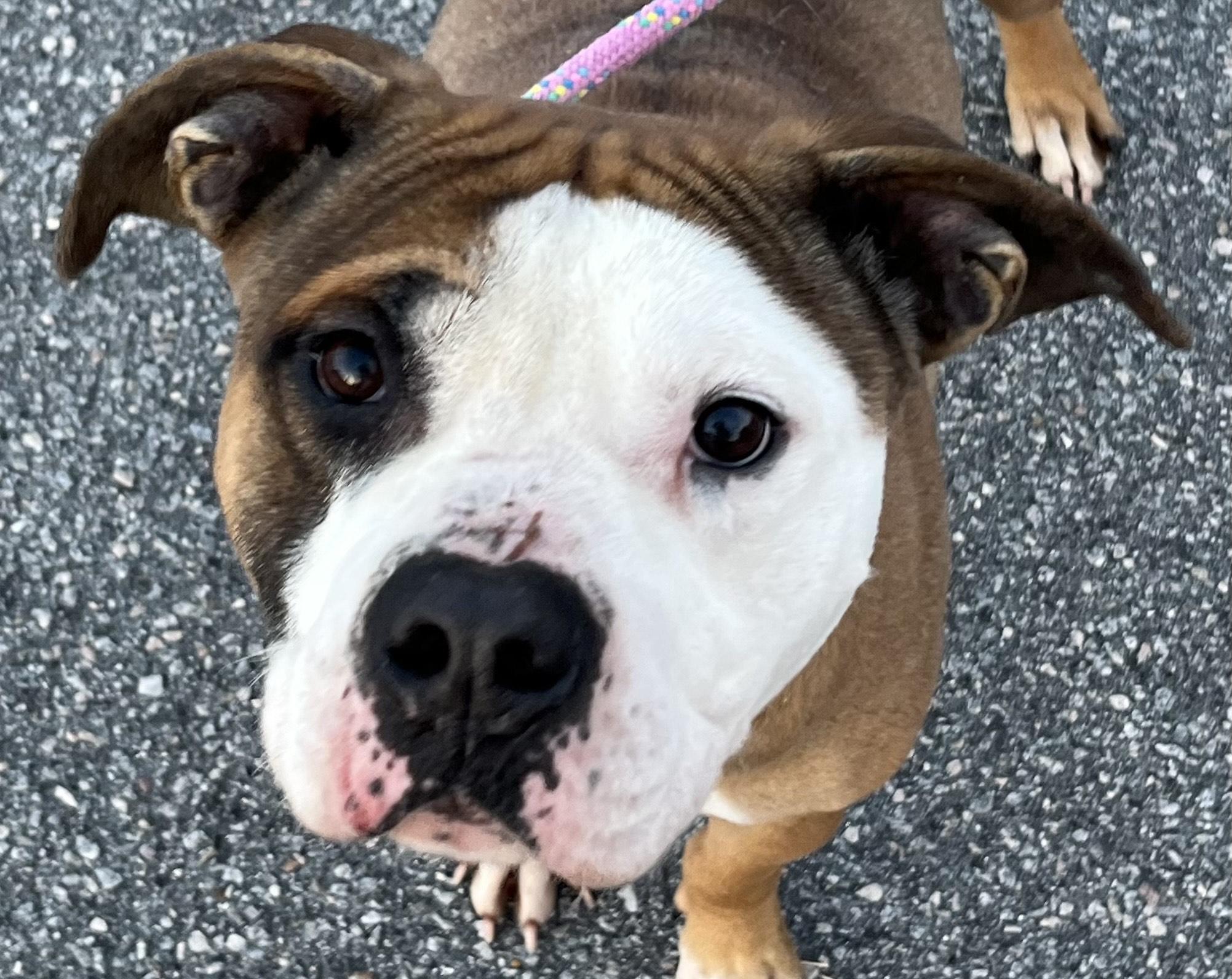 Enlarge Winston!  Beautiful loving, gentle, curious, happy!  See video!, a ADOPTABLE mixed breed in Richmond, VA image 1/6