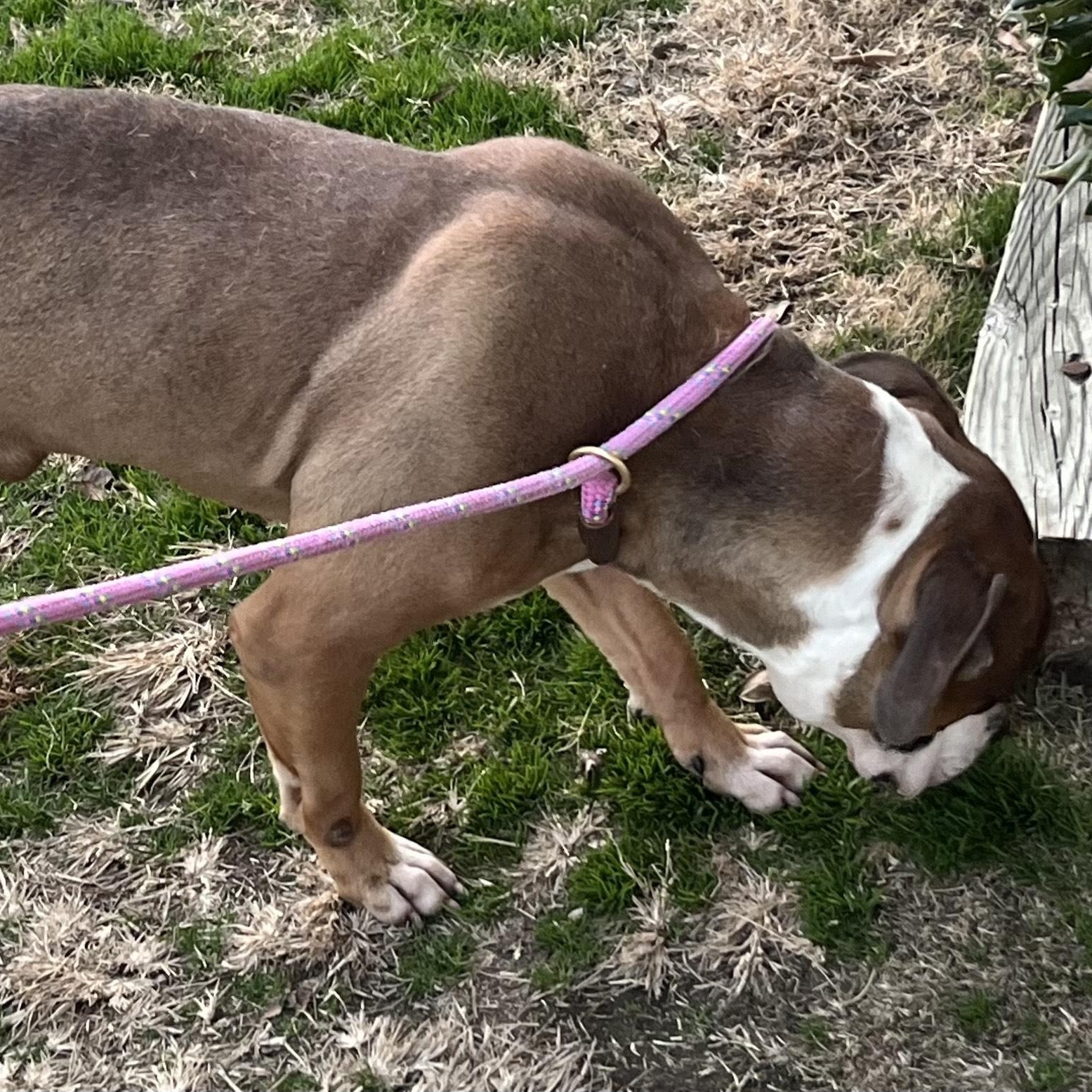 Enlarge Winston!  Beautiful loving, gentle, curious, happy!  See video!, a ADOPTABLE mixed breed in Richmond, VA image 3/6