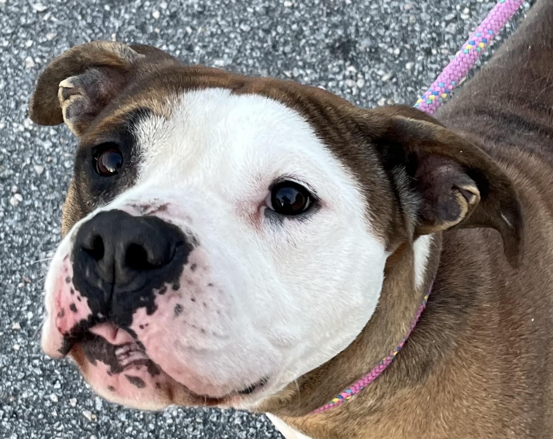 Winston!  Beautiful Loving thumbnail 3