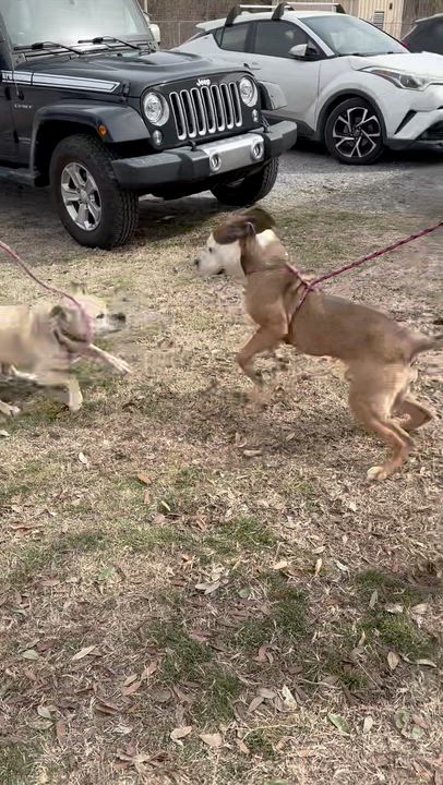 Enlarge Winston!  Beautiful loving, gentle, curious, happy!  See video!, a ADOPTABLE mixed breed in Richmond, VA video 5/6