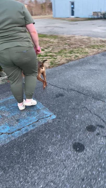 Enlarge Winston!  Beautiful loving, gentle, curious, happy!  See video!, a ADOPTABLE mixed breed in Richmond, VA video 4/6