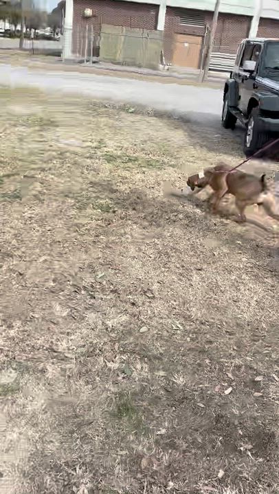 Enlarge Winston!  Beautiful loving, gentle, curious, happy!  See video!, a ADOPTABLE mixed breed in Richmond, VA video 6/6