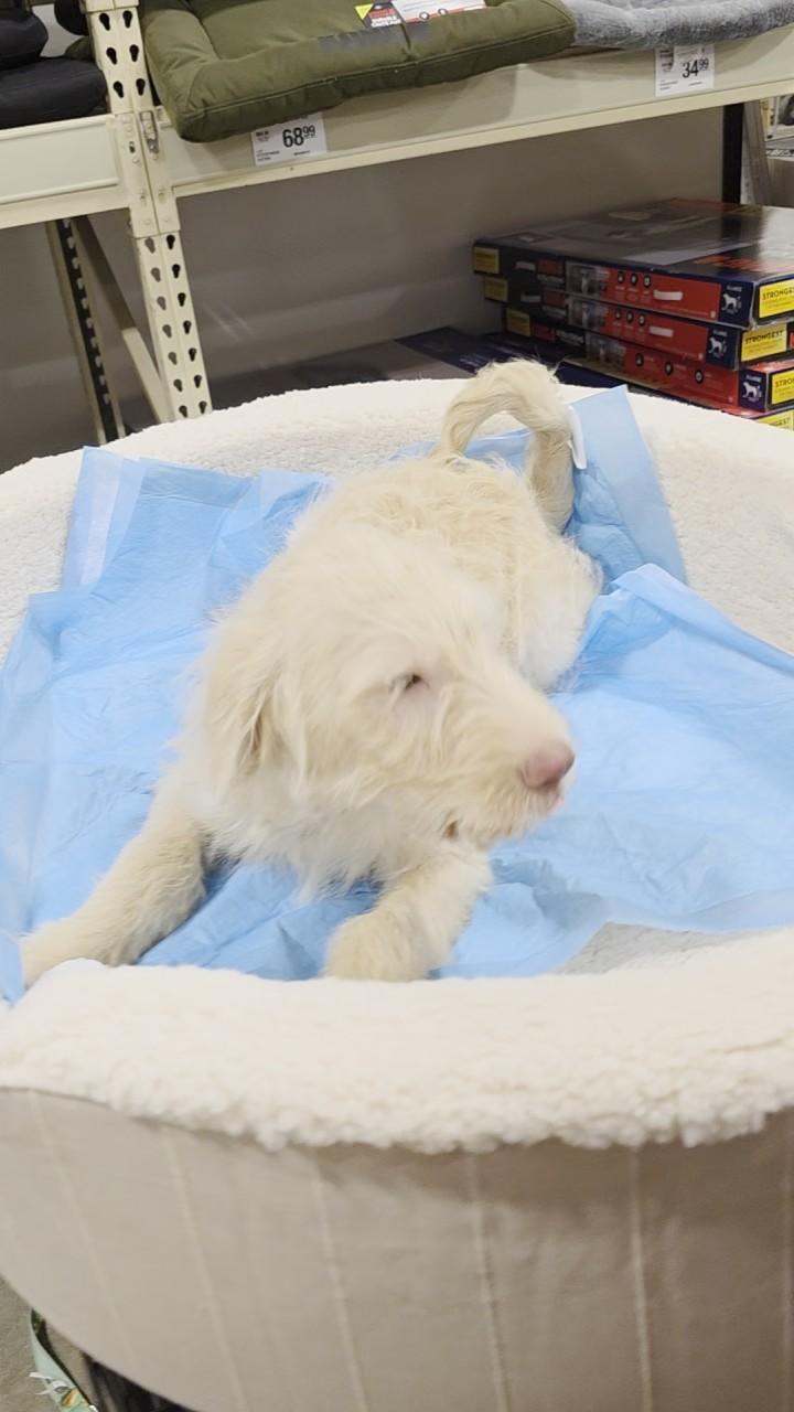 Hal, an adoptable Aussiedoodle in Baker, LA, 70714 | Photo Image 2