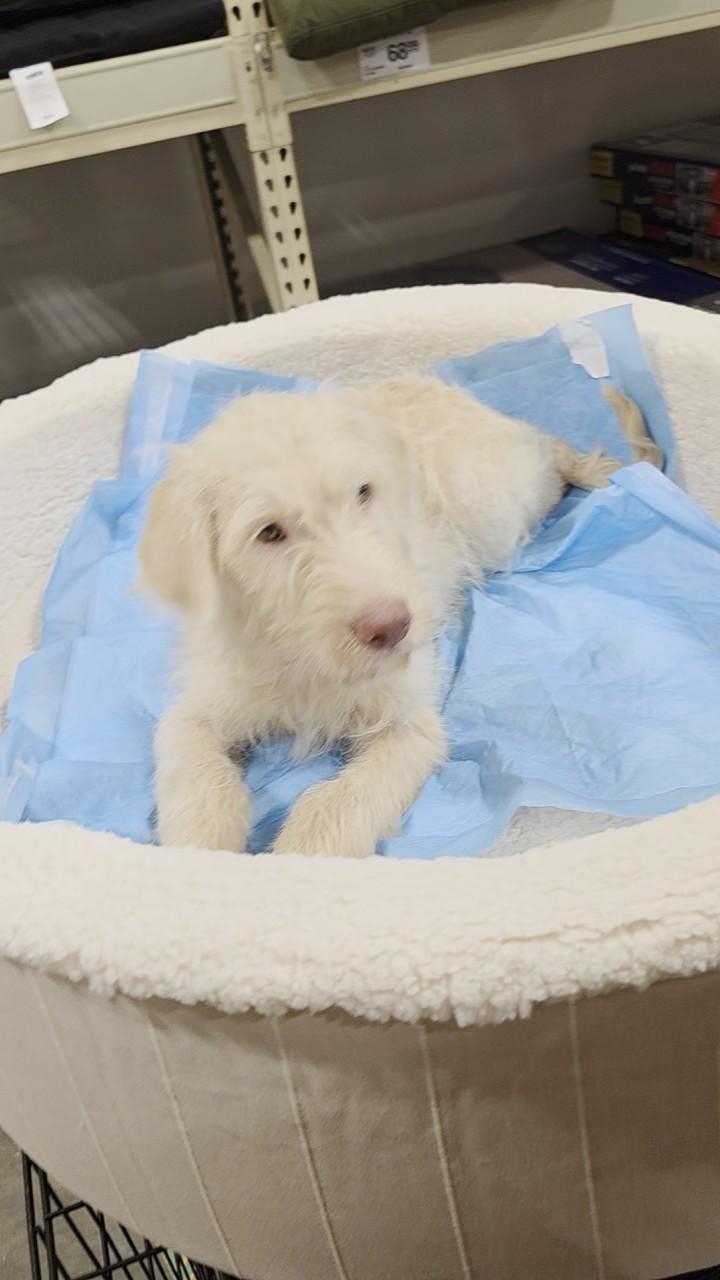 Hal, an adoptable Aussiedoodle in Baker, LA, 70714 | Photo Image 1