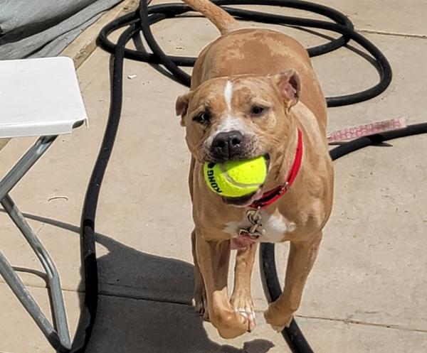 Enlarge Lady, a Adoptable mixed breed in Staten Island, NY image 1/1