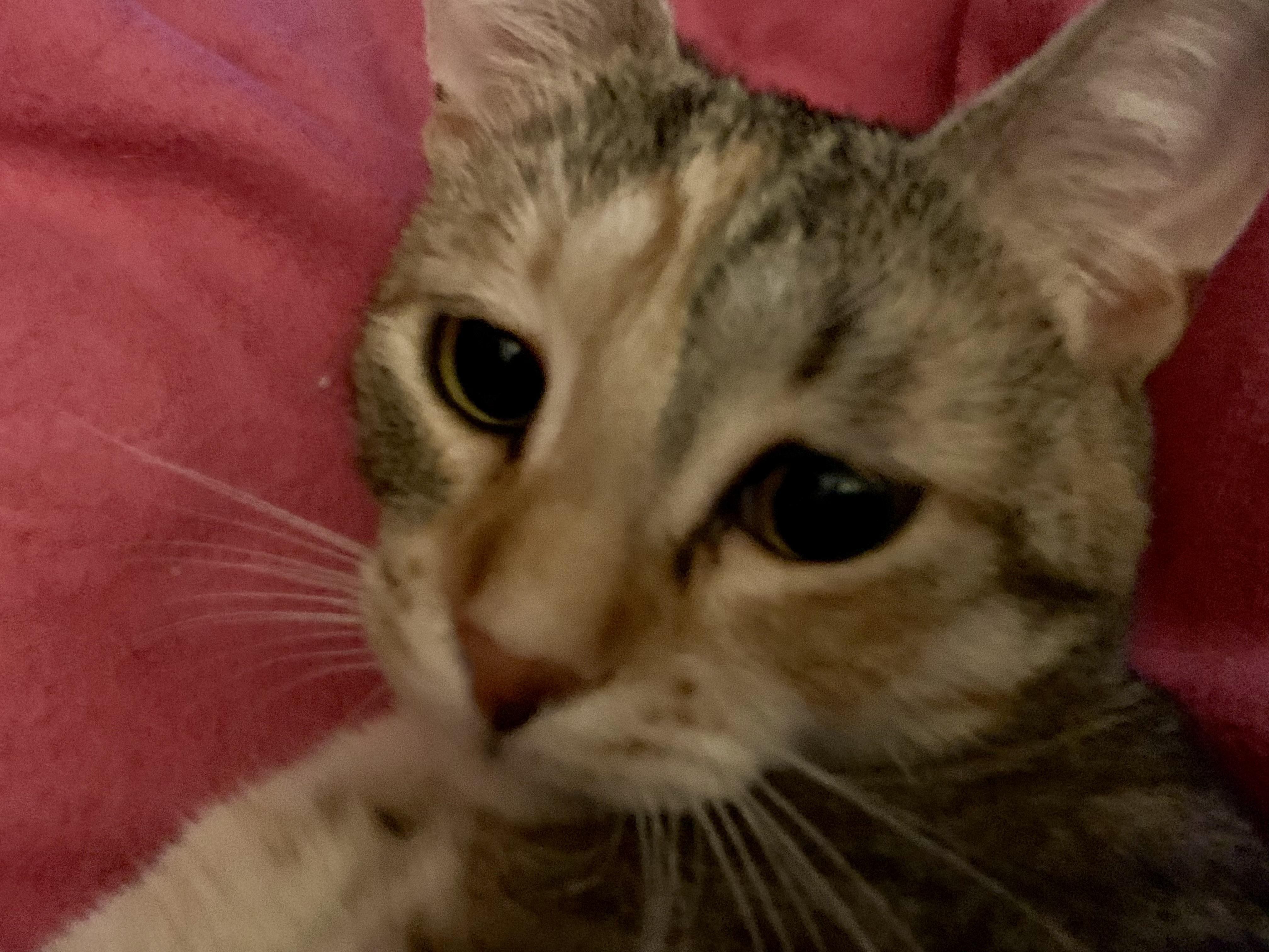 Enlarge Clover, a Adoptable mixed breed in Ambler, PA image 5/5