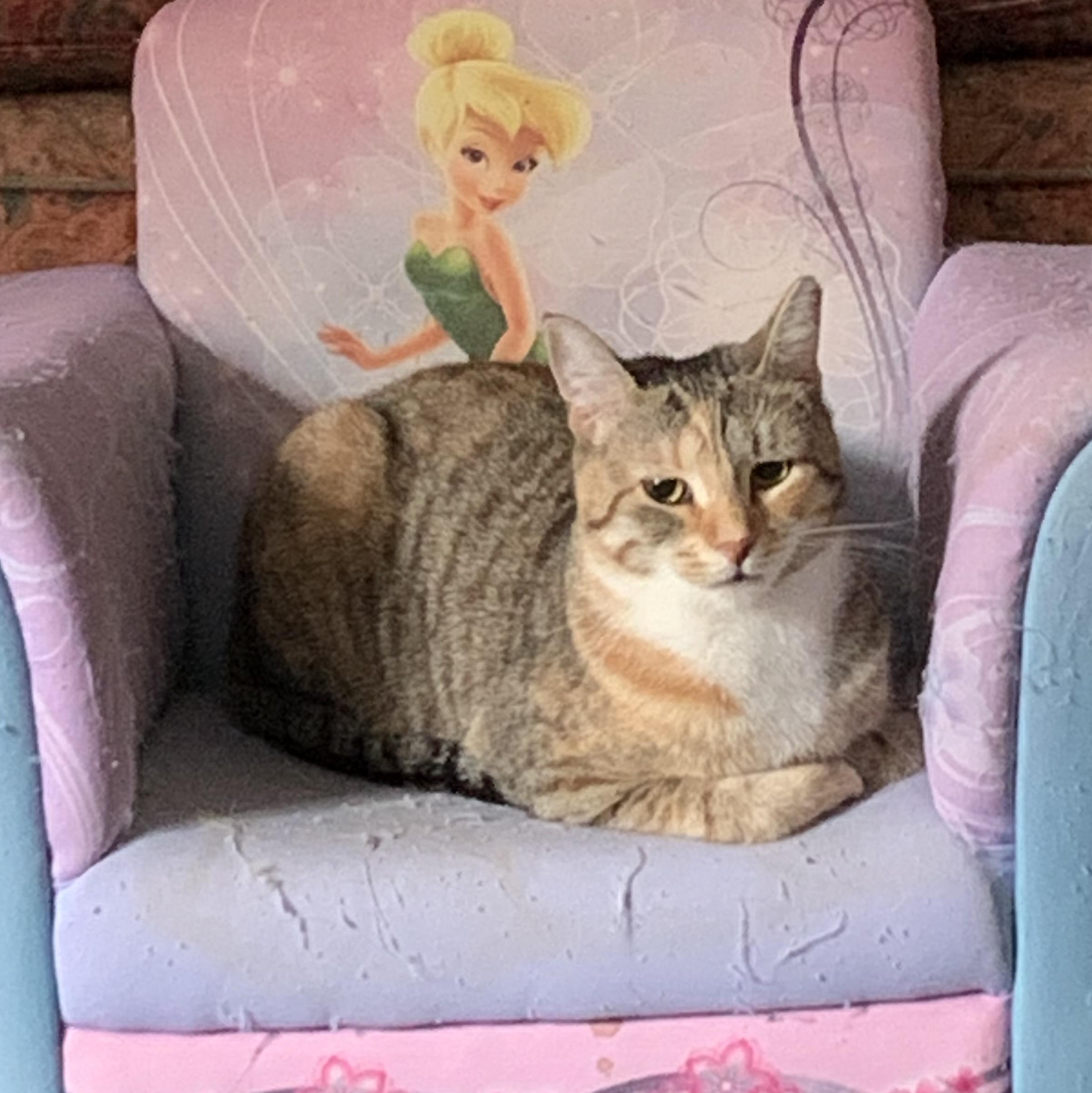 Clover, Adoptable, Young Female Domestic Short Hair.