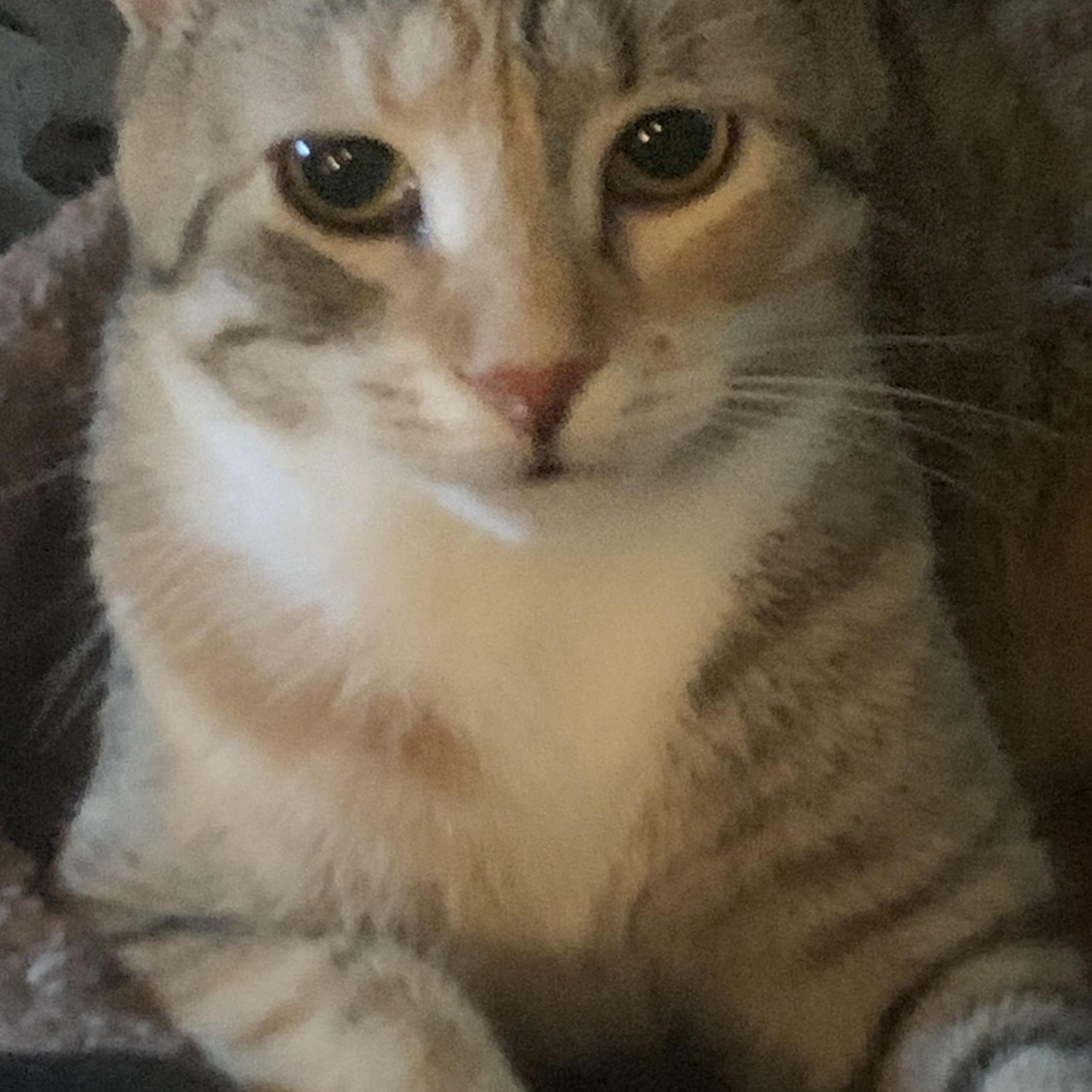 Enlarge Clover, a Adoptable mixed breed in Ambler, PA image 4/5