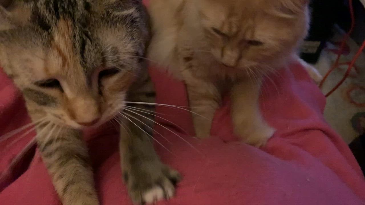 Enlarge Clover, a Adoptable mixed breed in Ambler, PA video 3/5