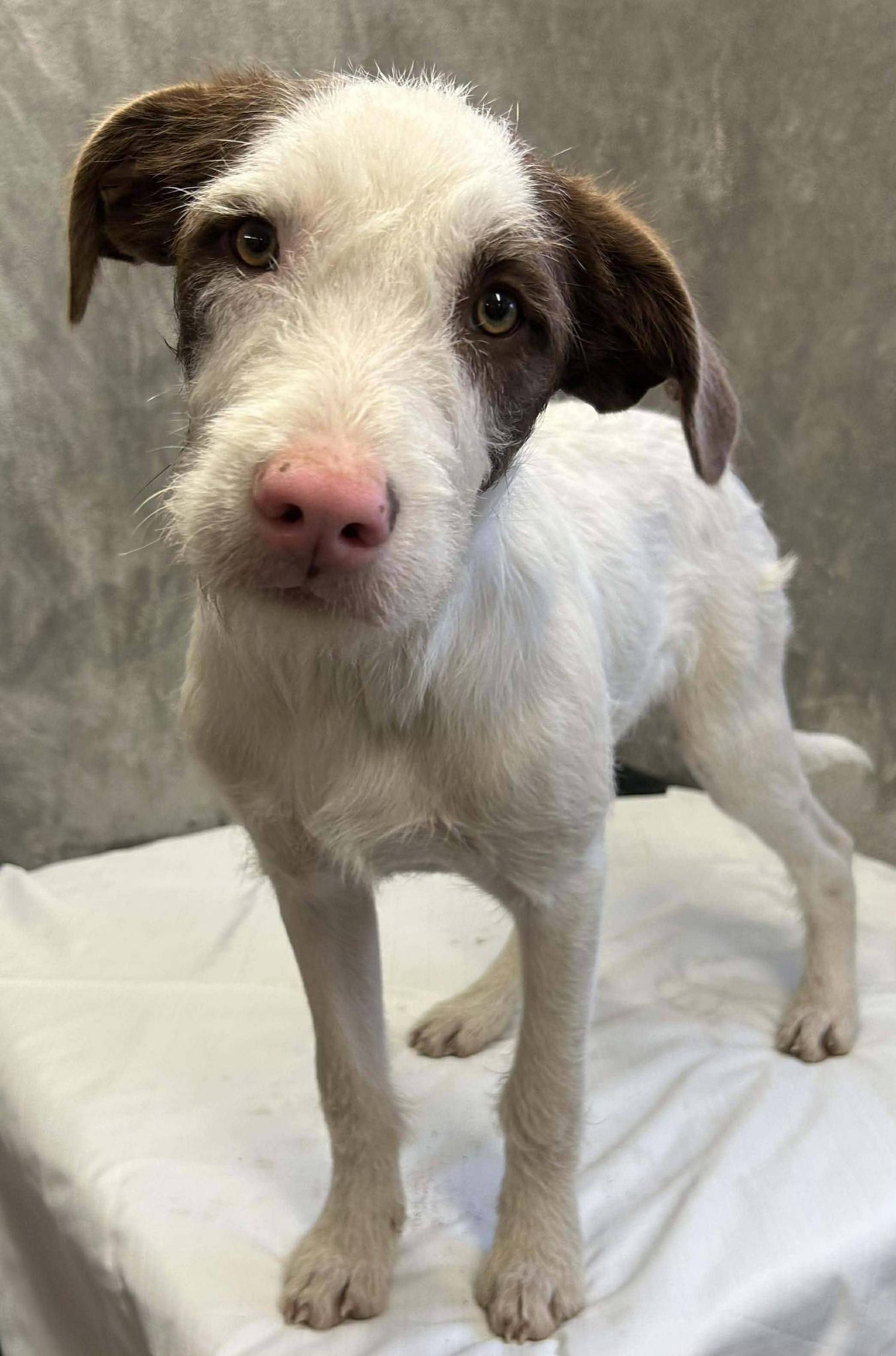 Martin, ADOPTABLE, Young Male Wirehaired Terrier.